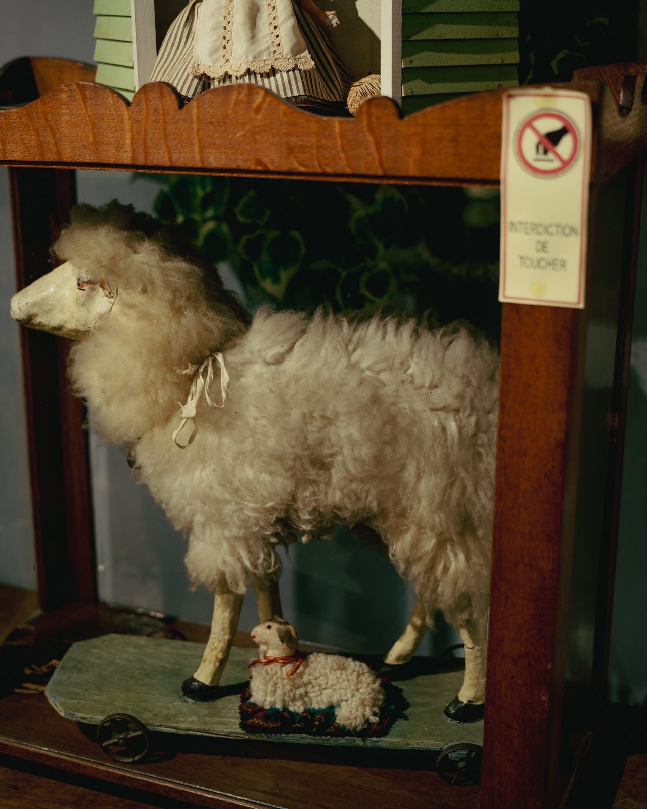 Le mouton en vitrine